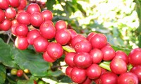 越南成为世界咖啡第一出口大国