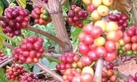 越南邦美蜀咖啡在泰国申请货源标记保护