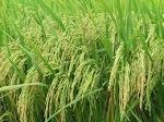 越南大米生产具有特别优势