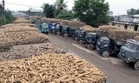 越南木薯出口达近10亿美元