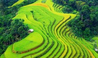 越南国家遗产——河江省黄树腓梯田