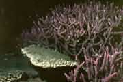 东海珊瑚礁退化程度惊人