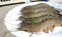 美国商务部答复美国企业对越南虾类提起的诉讼