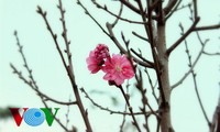 河内著名的日新桃花花开迎春