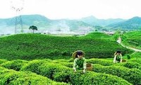 今年越南茶业部门将集中提高产品质量