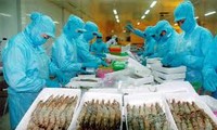 出口美国的越南虾不存在倾销