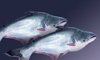 美国对越南查鱼和巴沙鱼征收不合理的反倾销税