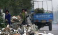 中国2人染H7N9禽流感死亡