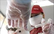 中国的H7N9禽流感未发现人际传染