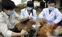 越南卫生部发布H7N9禽流感疫情防治手册