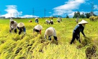 京族人的水稻种植业