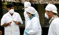 中国发现H7N9禽流感病毒源自野鸟