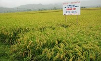 越南农民协会五届中央委员会十二次会议召开