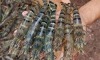 越方反对美国商务部对越南虾产品征收反补贴税