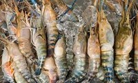 出口美国的越南冷冻虾被征收两种毫无道理的税收