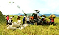 九龙江平原地区推广机械化种稻