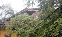 越南各地克服台风“飞燕”造成损失