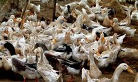 越南防控禽流感疫情创意项目实施4年情况总结会举行