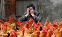中国又有一例禽流感病例死亡