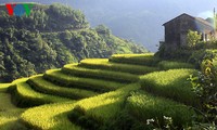 越南北方山区的梯田耕作文化