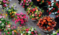越南语讲座：越南春节花市