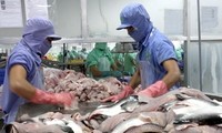 美国的保护农业政策影响越南查鱼出口
