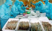 越南虾出口增长良好