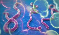 越南卫生部颁布防治埃博拉出血热疫情行动计划