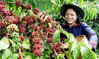 扩大越南农产出口市场