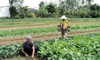 高棉族同胞转换种植方式发展经济
