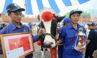 越南木州奶牛选美比赛