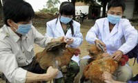 越南未发现家禽感染甲型H5N8禽流感病毒