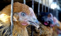 中国广东省报告1例人感染H7N9禽流感确诊病例