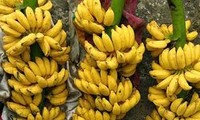山罗省安州县依靠芭蕉种植让居民脱了贫