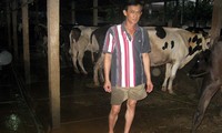 胡志明市古芝县农民靠养奶牛致富