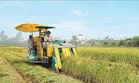 重组越南农业结构：从政策到实践