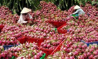 九龙江平原打造水果出口品牌