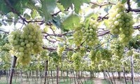 宁顺省农民依靠种葡萄实现可持续发展