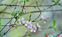 春天谈越南人的桃花