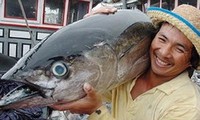 越南的金枪鱼捕捞业