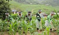 2015年越南政府集中帮扶贫困少数民族地区
