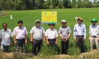 提高稻米生产效益并减少其温室气体排放
