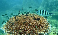 庆和省成功复活一万多平米珊瑚礁