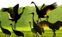 国际生物多样性日纪念集会在河内举行