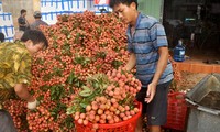 越南选民对农业与农村发展部长及工贸部长在质询中的回答发表看法