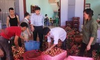 越南12吨荔枝出口到澳大利亚