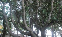 长沙岛县的遗产树