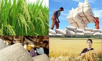 夏秋收割季：稻谷价格保持高位