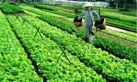 会安茶桂蔬菜村入选十佳旅游目的地