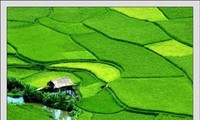 越南农业部门保障粮食安全 改变农村面貌